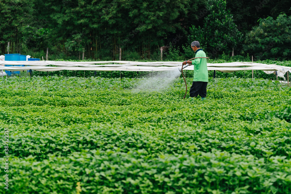 Asian farmer watering sprout vegetable with rubber tube in fields. Sufficiency Agriculture Concept.