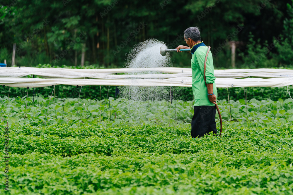 Asian farmer watering sprout vegetable with rubber tube in fields. Sufficiency Agriculture Concept.