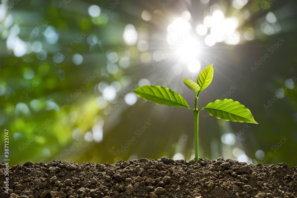 Young plant in the morning light on nature background