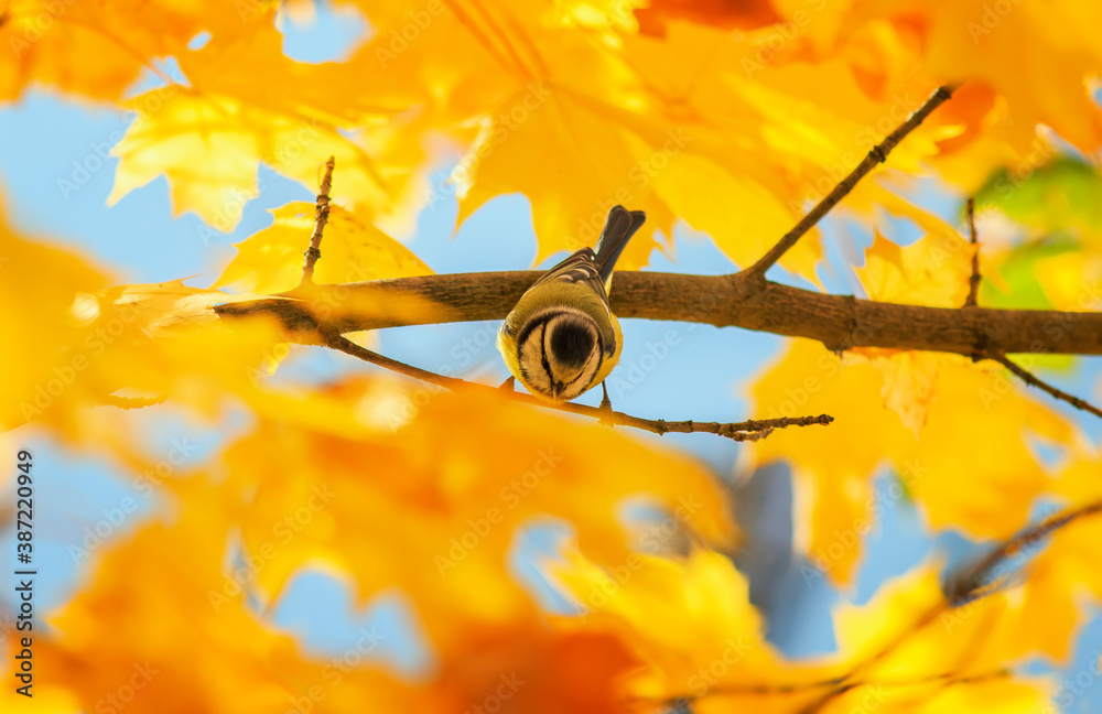 portrait of a songbird tit sitting in an autumn Park among bright Golden maple leaves on a Sunny day