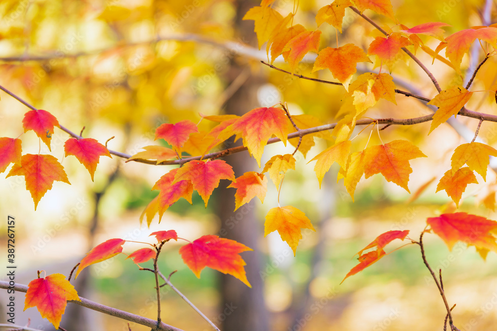 Autumn leaves background, multi colored leaves 