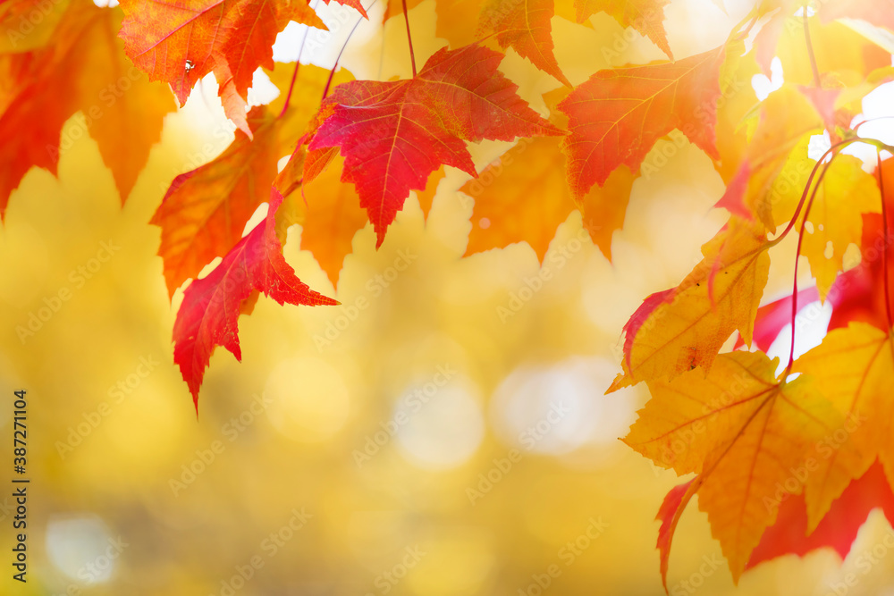 Autumn leaves over golden sunny bokeh background, multi colored leaves sunset copy space, colorful f