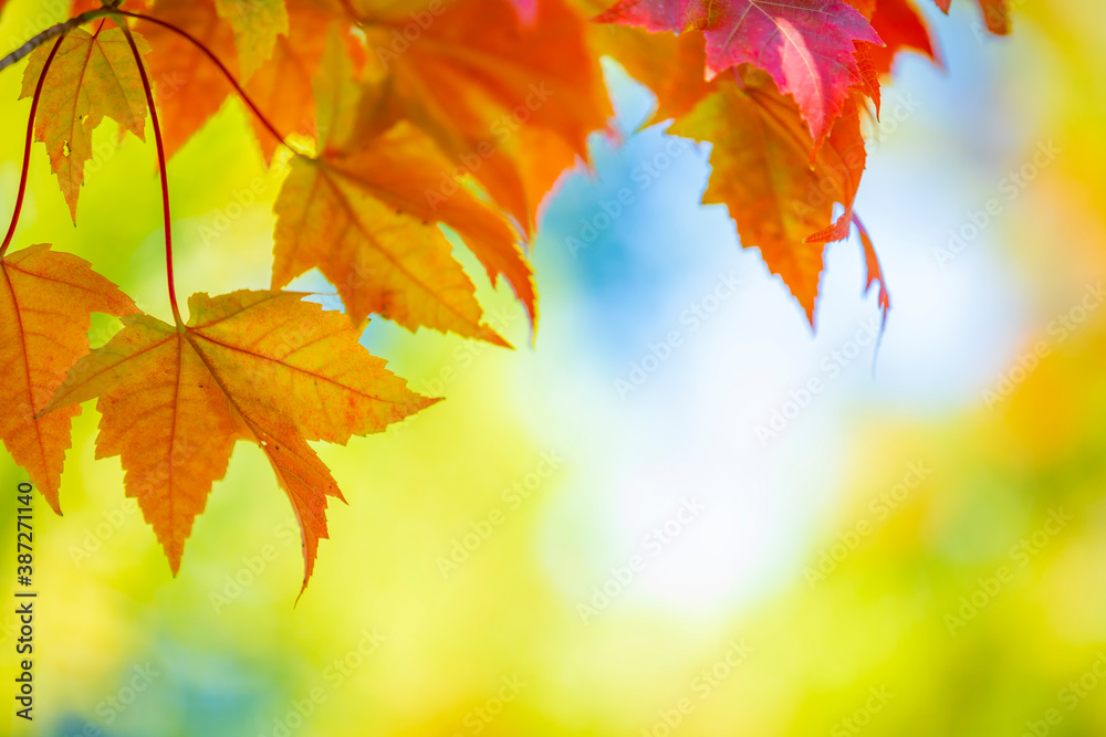 Autumn leaves over sunny background, multi colored leaves sunset copy space, colorful fall backdrop