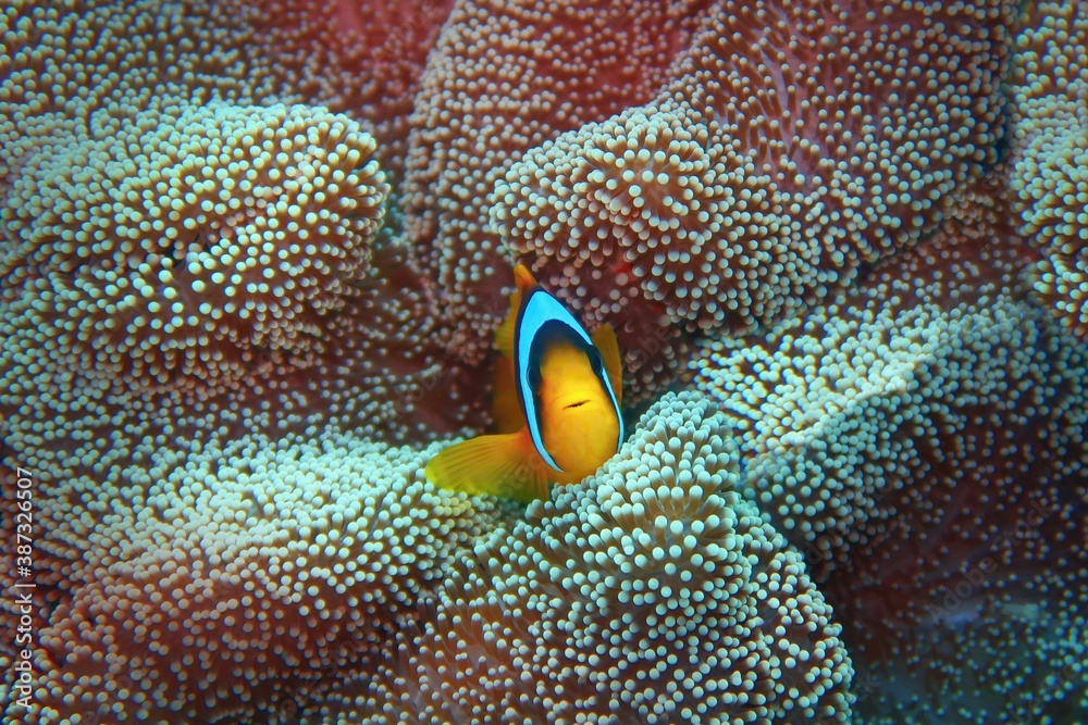 Clown fish - Amphiprion bicinctus - Two-banded anemonefish. Red Sea