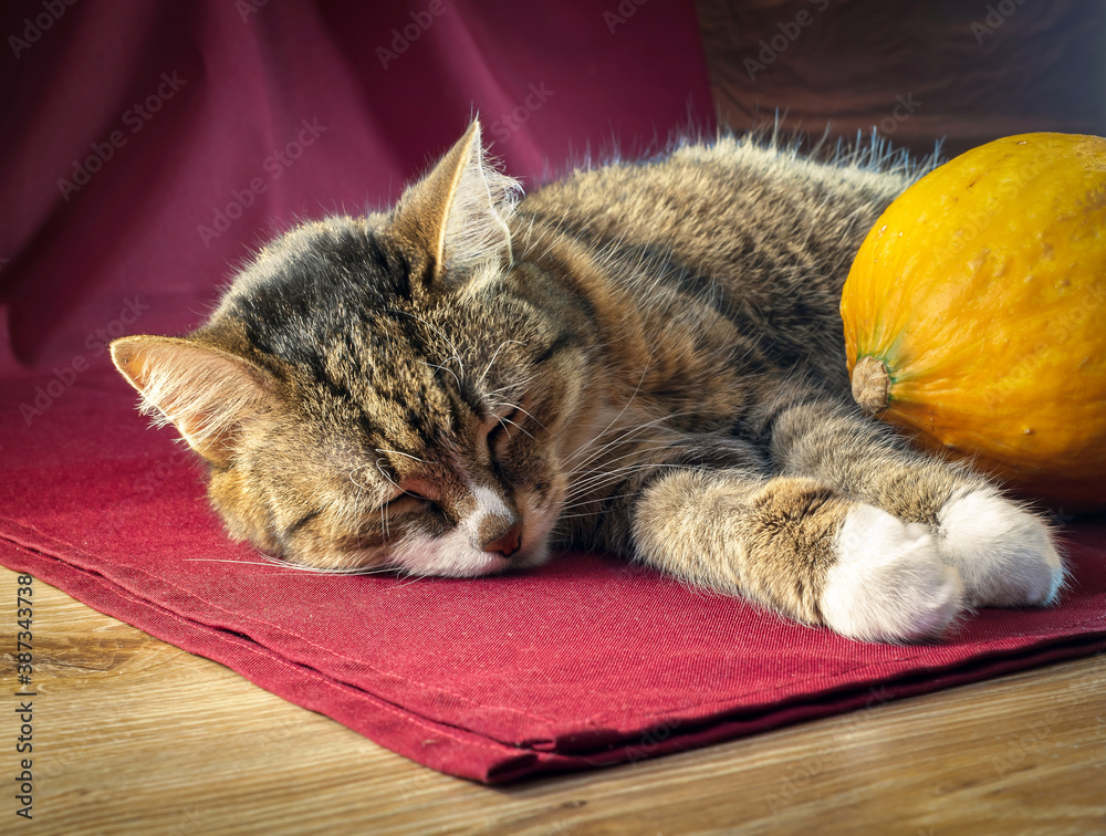 A European Shorthair cat is lies down with a pumpkin on the dark background.