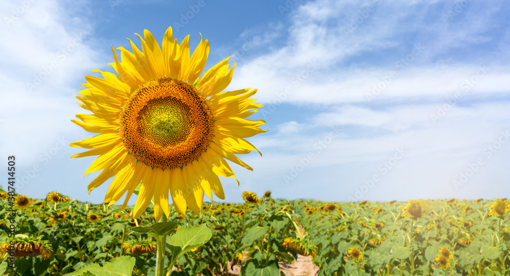 Beautiful Sunflowers on blue sky back ground .