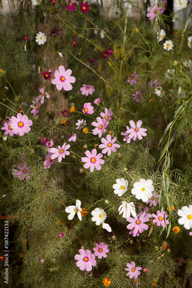 Beautiful flowers and plants growing in the park