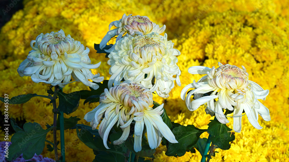 a colorful chrysanthemum in full bloom.