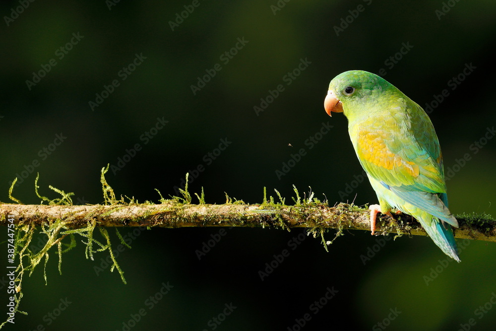 Cobalt-winged parakeet (Brotogeris cyanoptera)