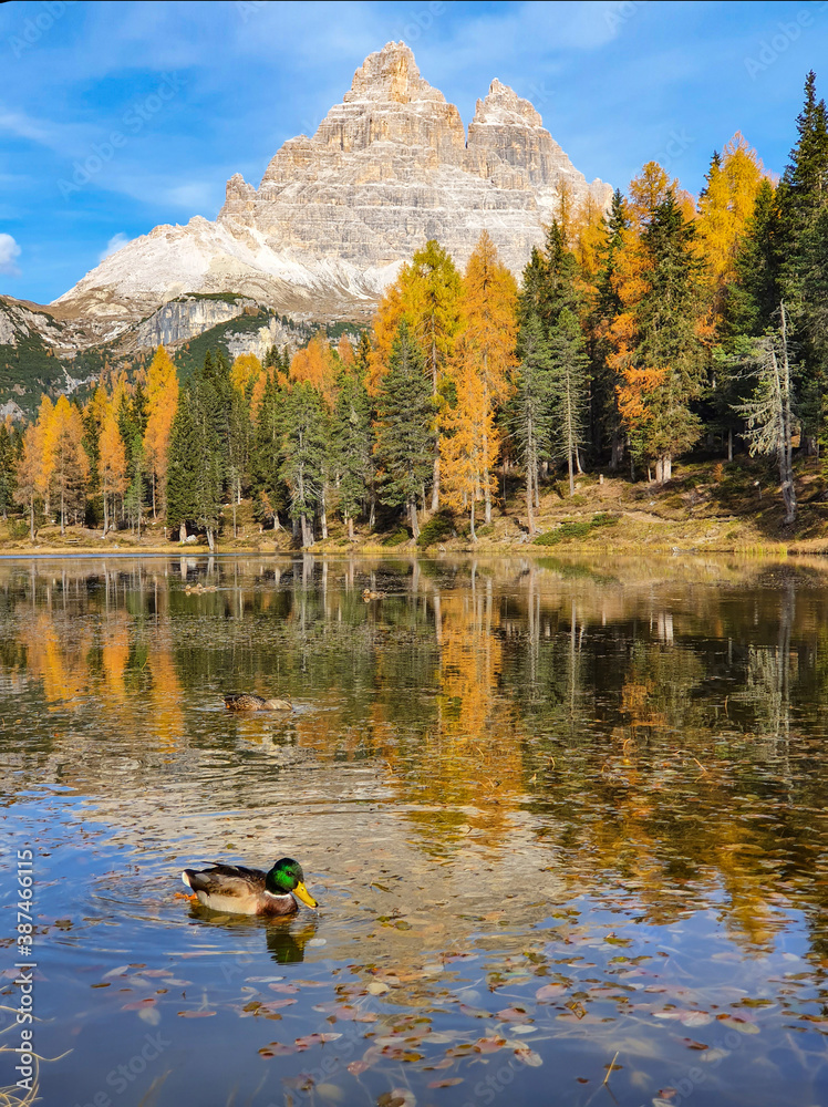 VERTICAL: Beautiful adult male duck swims around tranquil Lago dAntorno in fall