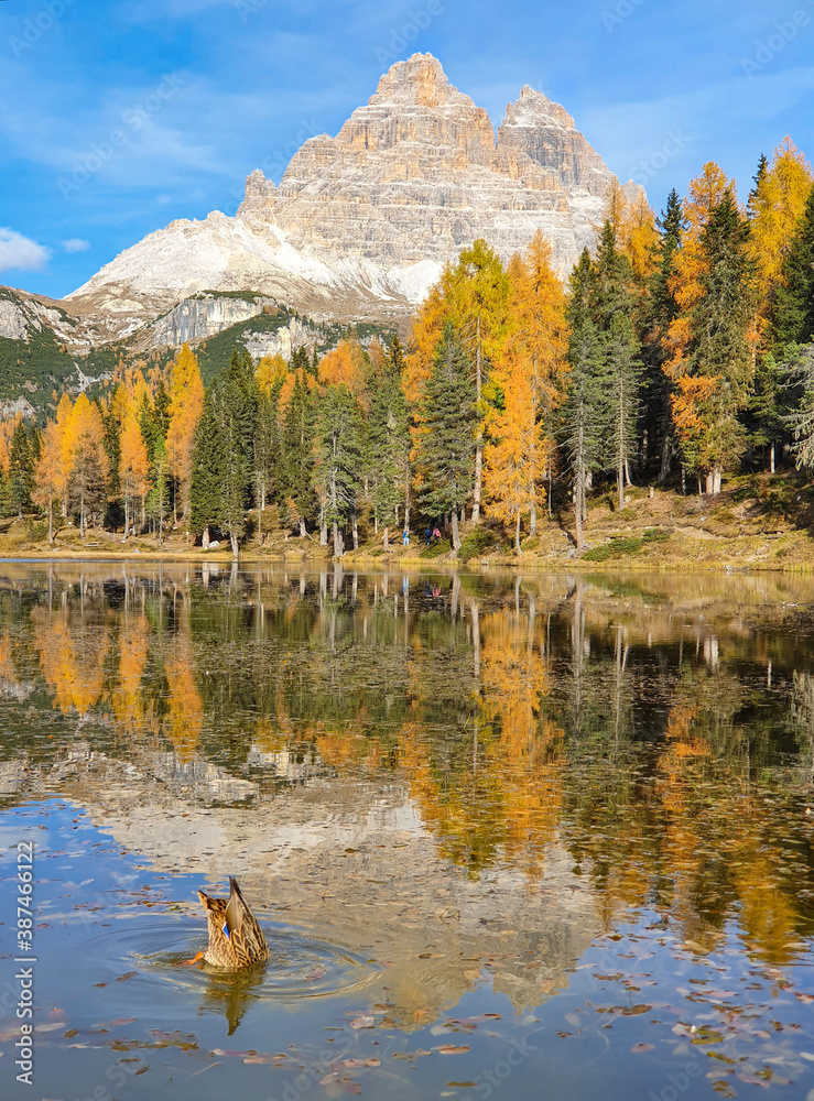 VERTICAL: Female duck dips head into tranquil refreshing water of Lago dAntorno