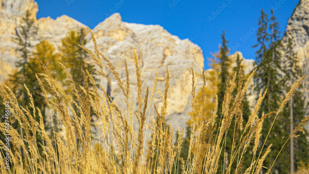 CLOSE UP: Detailed view of dry stalks of grass and rocky mountain in background.