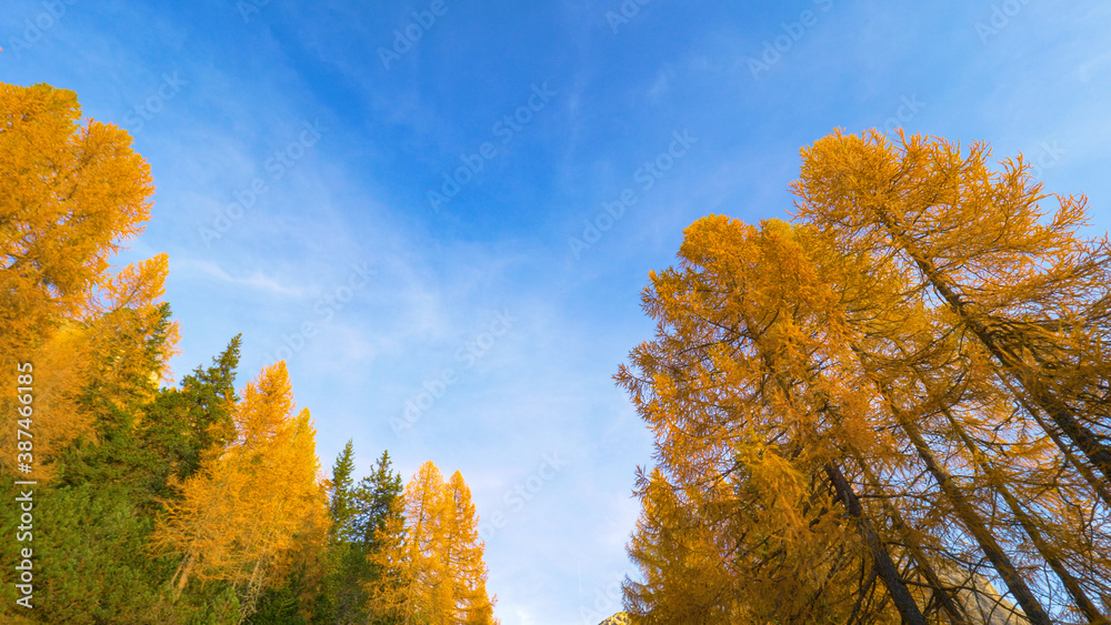 BOTTOM UP: Beautiful autumn colored larches tower high into the clear blue skies