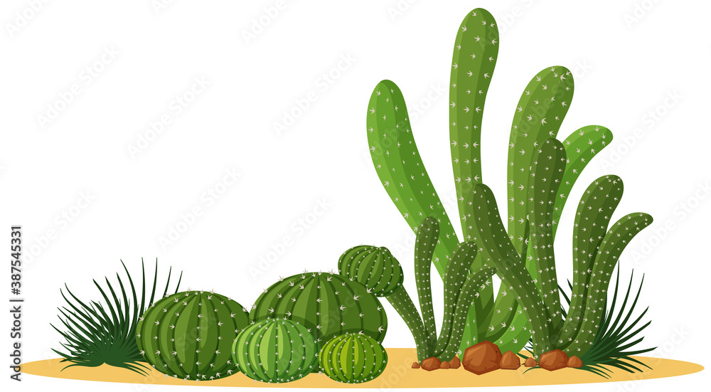 Different shapes of cactus in a group