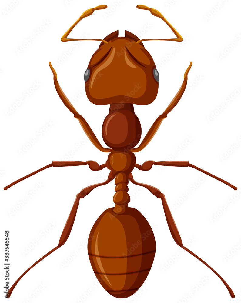 Fire ant isolated on white background