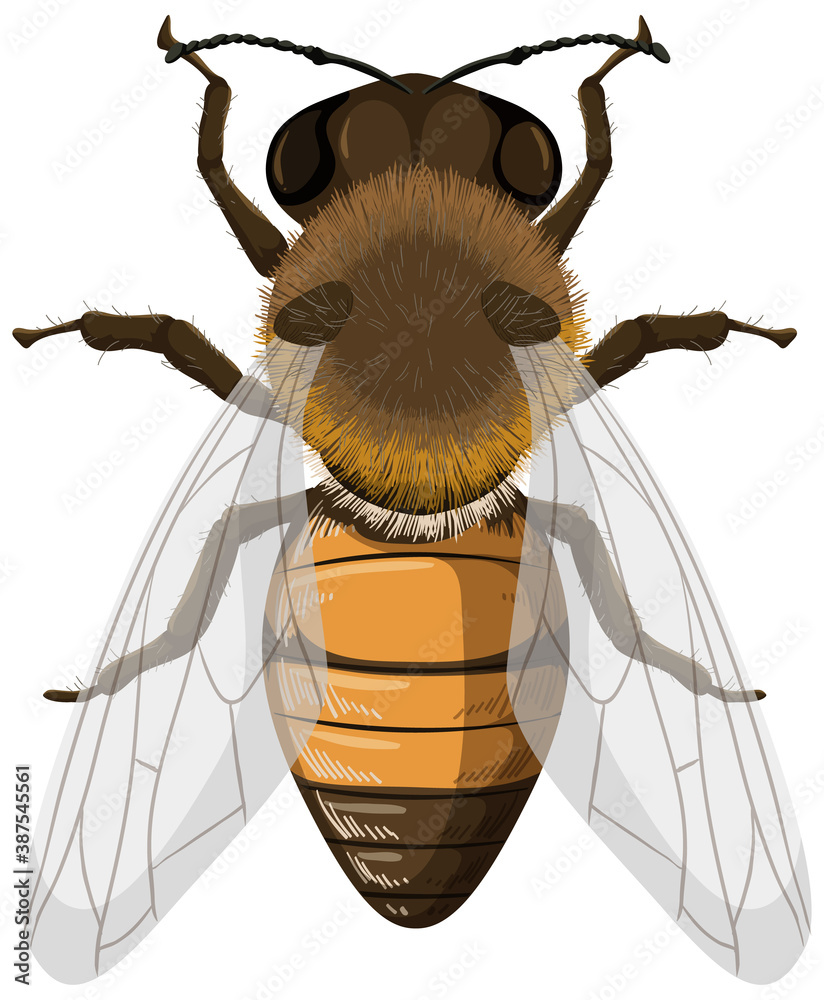 Honey bee isolated on white background