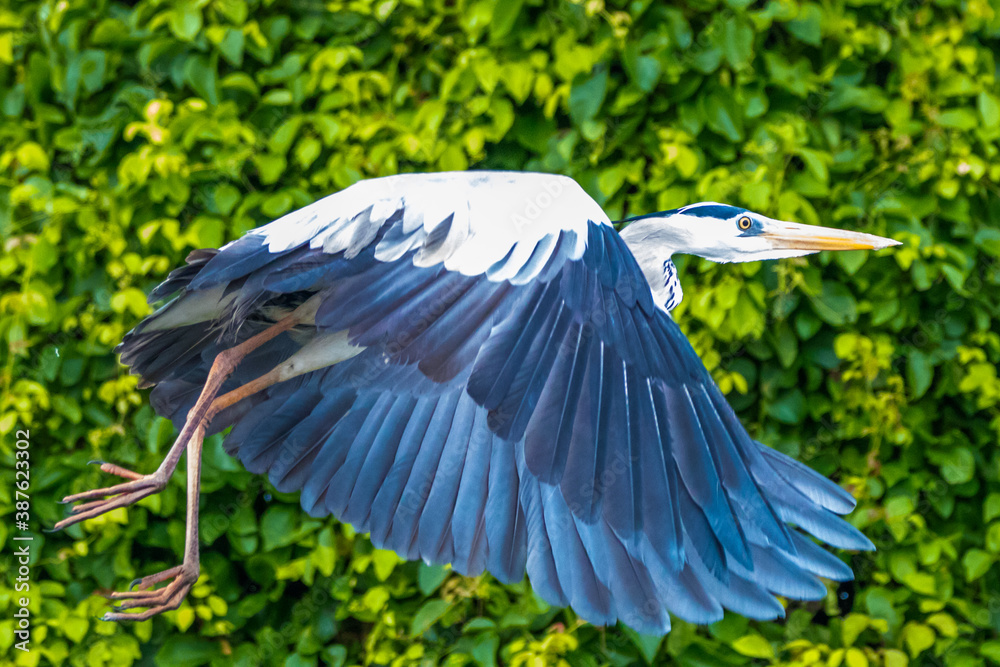 the purple heron flying