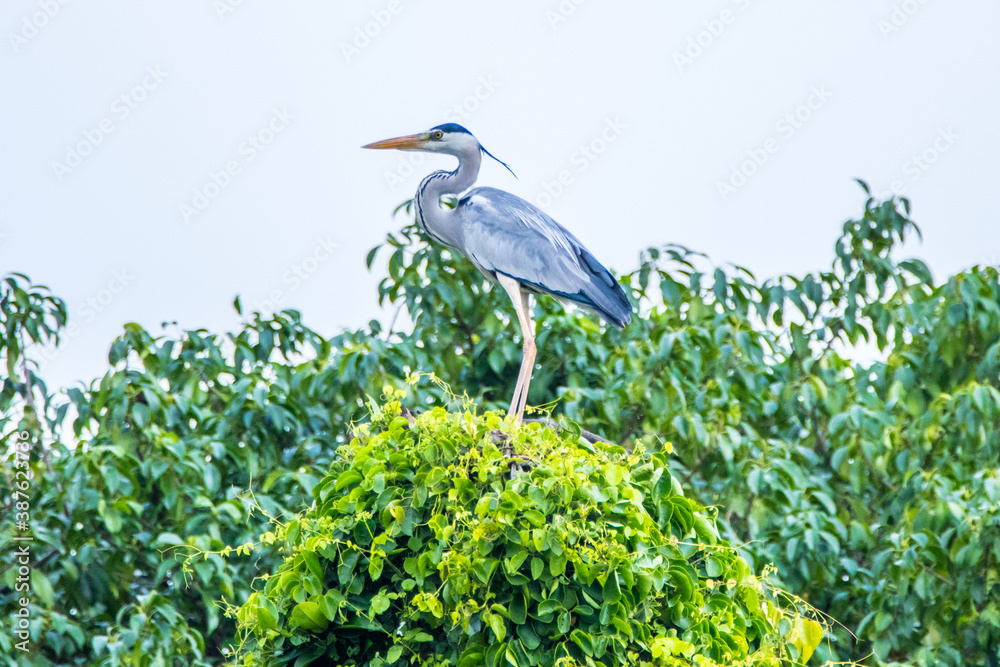 the great heron perched on tree