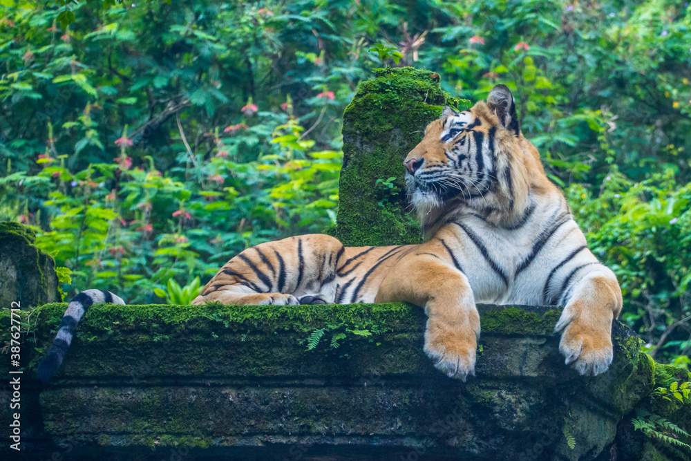 sumatran tiger in the safari park