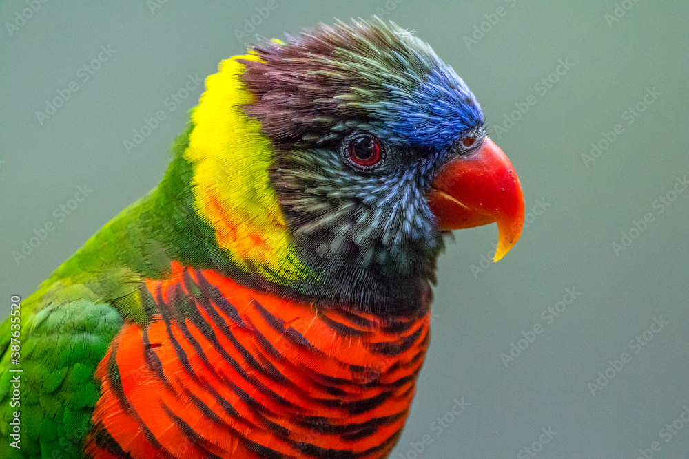 The rainbow lorikeet or Trichoglossus moluccanus