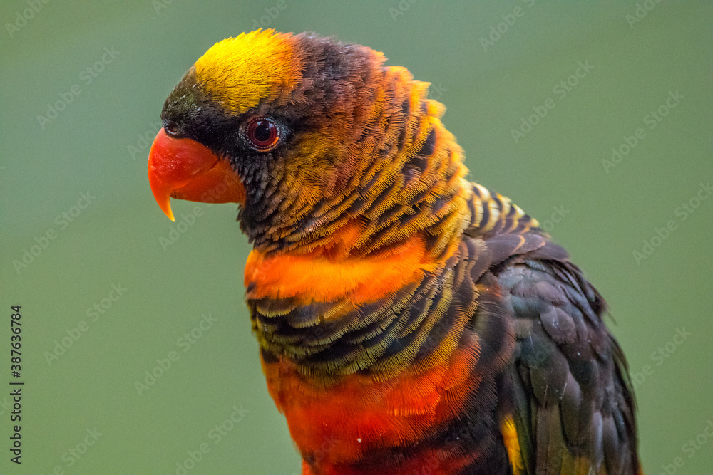 The rainbow lorikeet or Trichoglossus moluccanus
