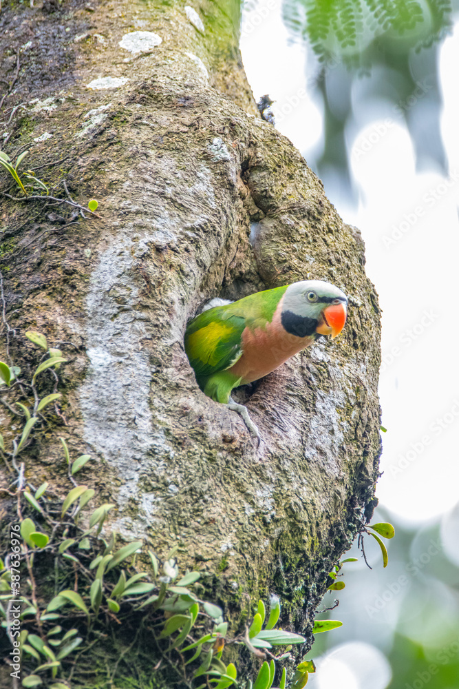 红胸长尾鹦鹉atau Moustached Parakeet