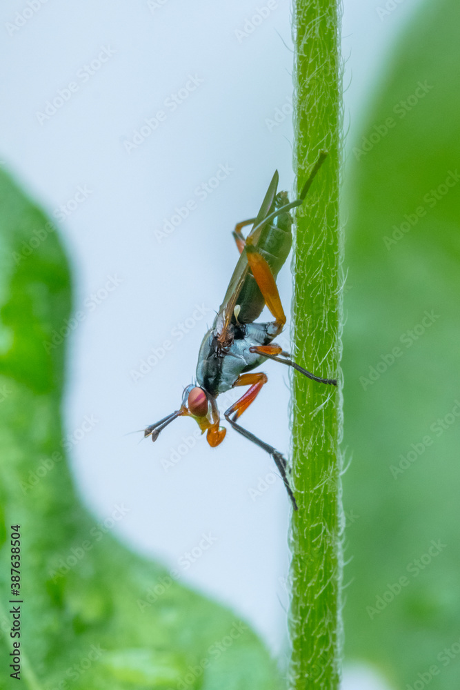 fly on leaf