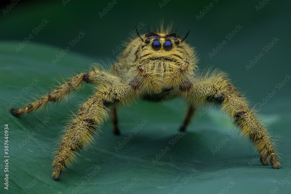 Adult female jumping spider Hyllus diardi