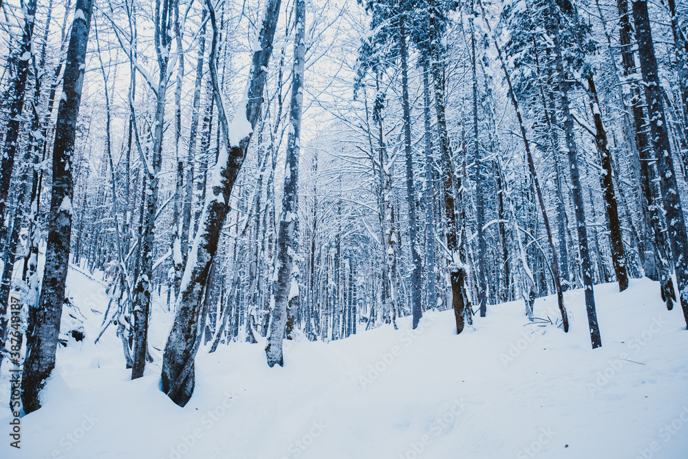 Icicles and snow on trees in an empty forest covered with snow after a snowstorm in Europe, Slovenia