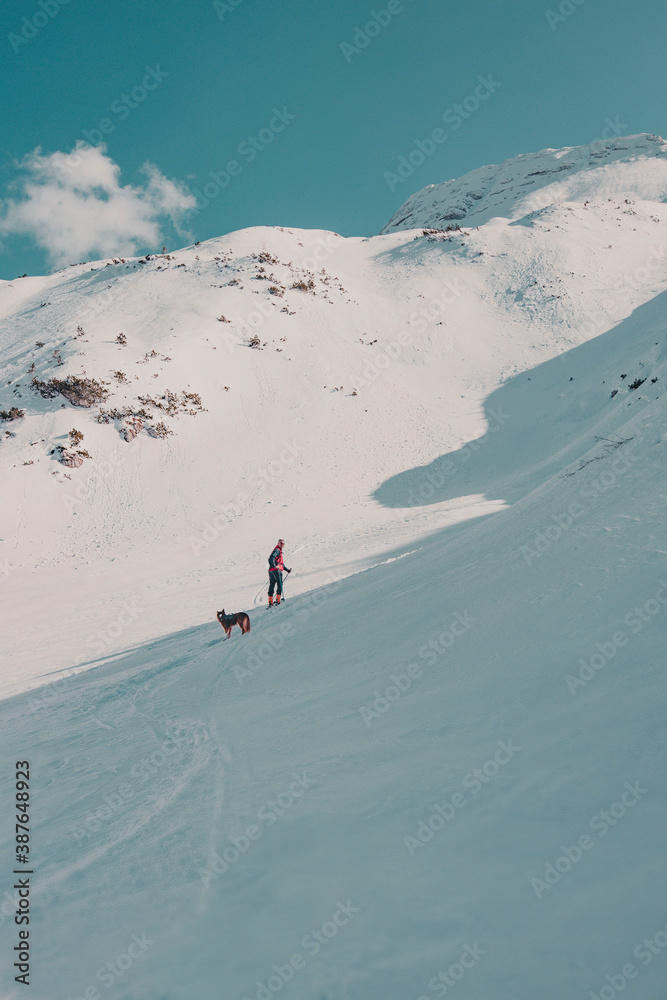 An off-piste, backcountry skier with his pet border collie dog hiking on a snow covered mountain on 