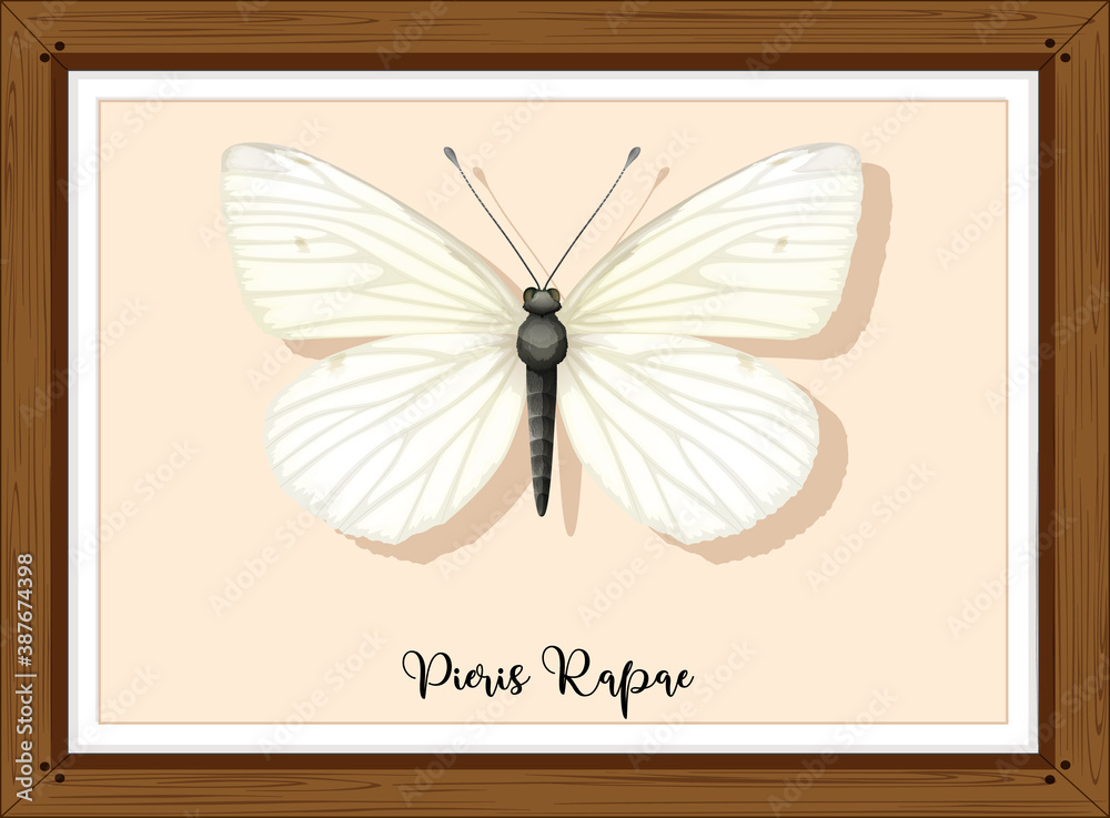 Pieris rapae on wooden frame