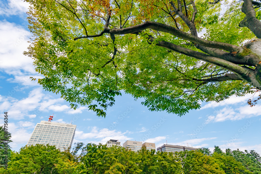 新緑の木と東京のビル群