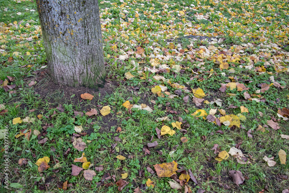 Grass covered in fallen leaves during foliage next to a tree.