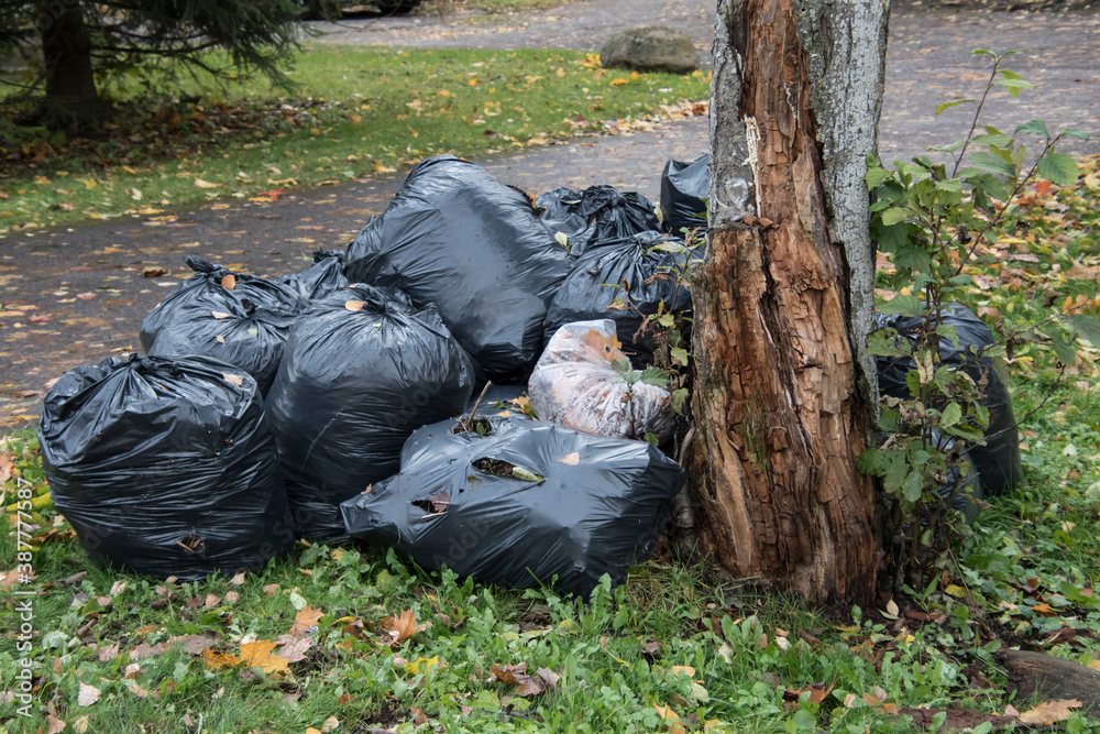 Trash bags filled with dead leafs next to a tree, autumn.