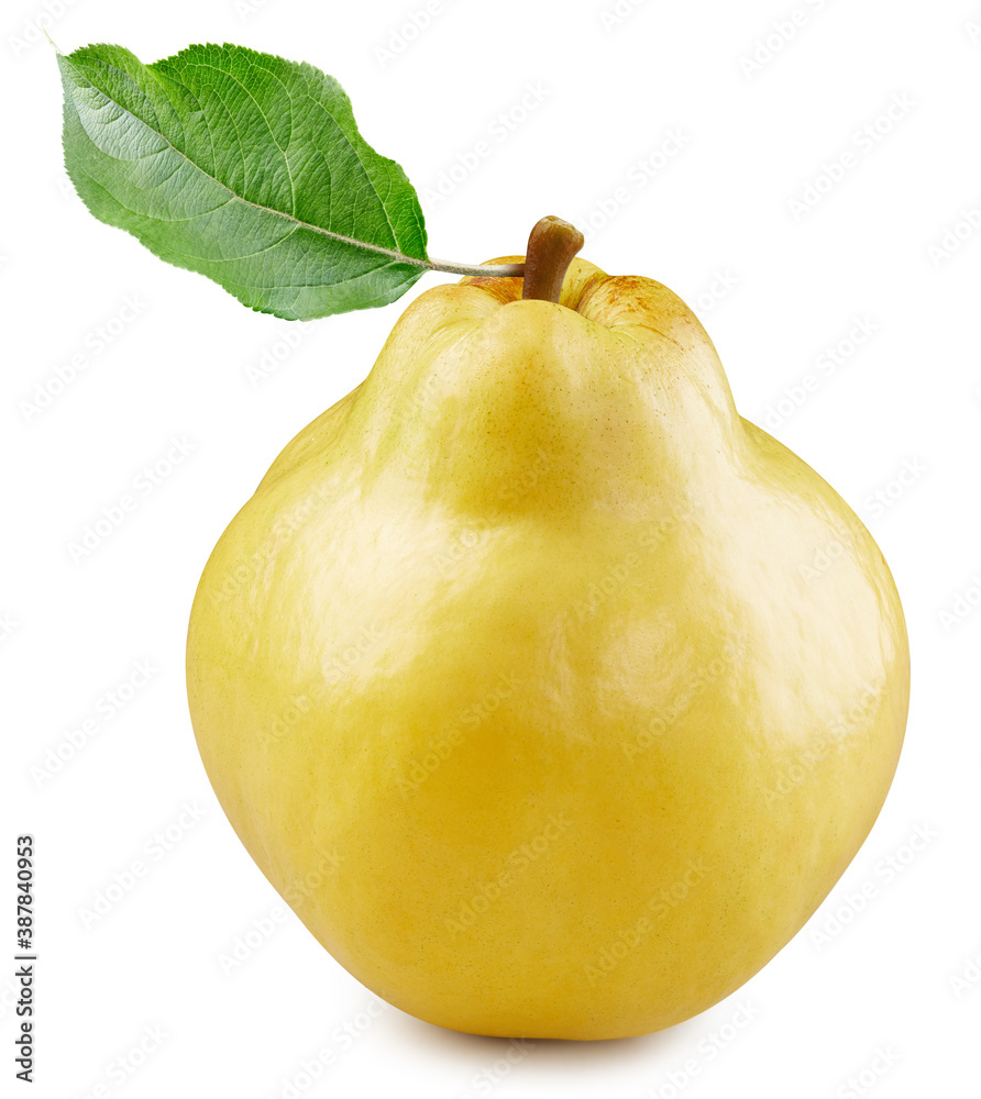 One ripe quince with green leaf clipping path