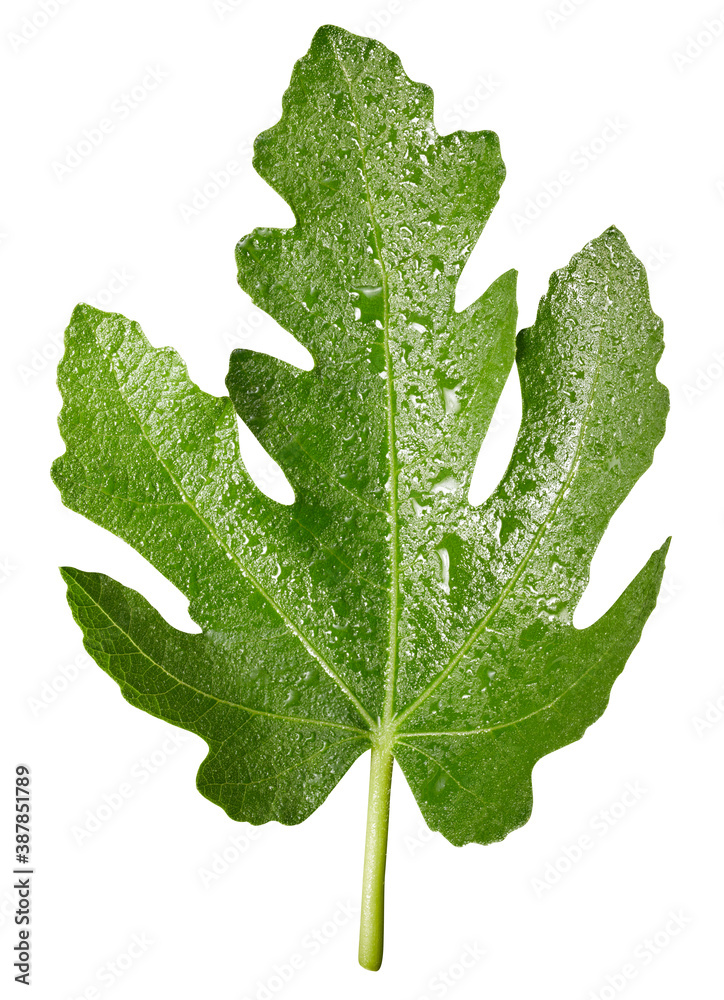 Fig leaf isolated on white background