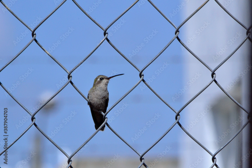 Colibrí en reja