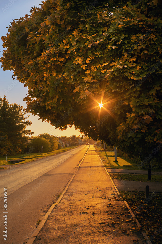 Beautiful flare on the maple tree and sunlight on the street pavement