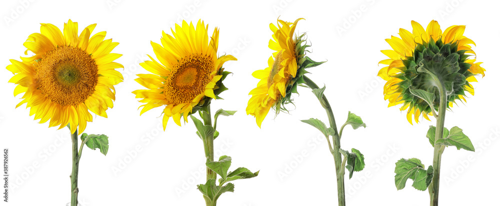 Beautiful sunflowers on white background