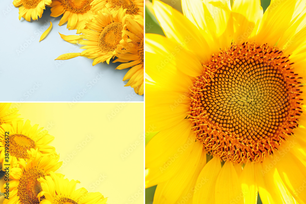 Beautiful blooming sunflower in field