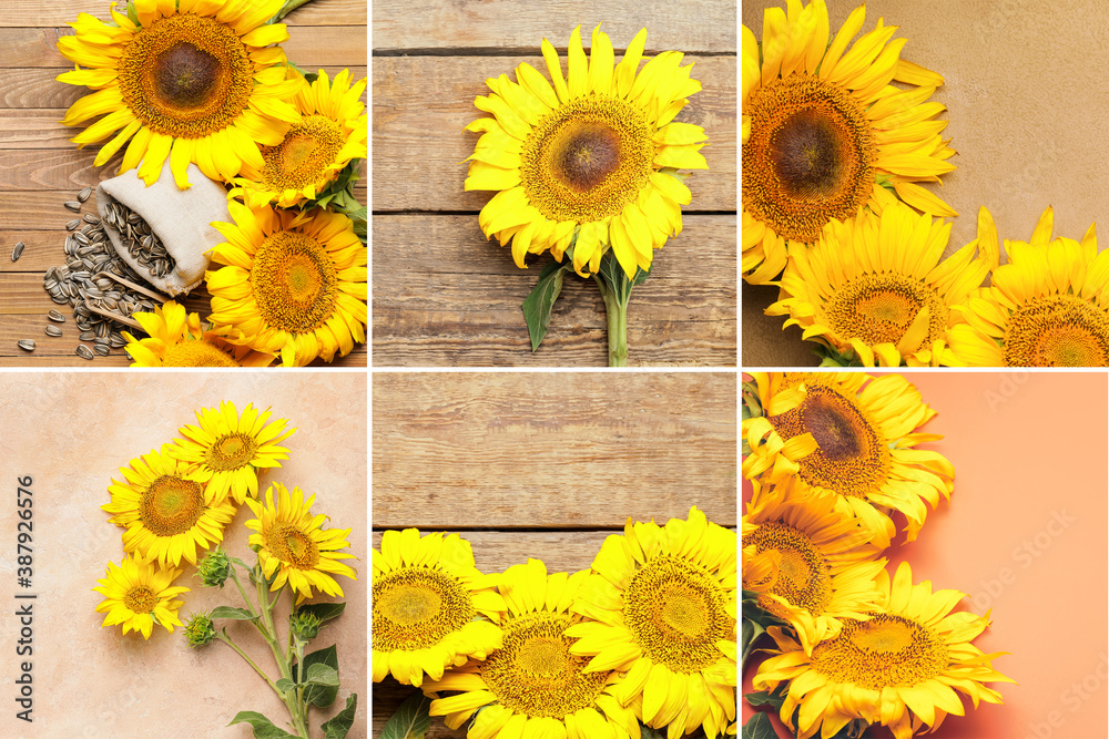 Collage with beautiful sunflowers and seeds