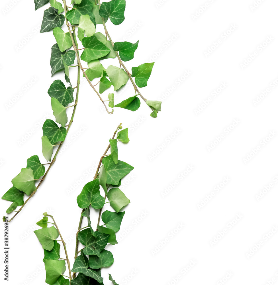 Green ivy branches on white background