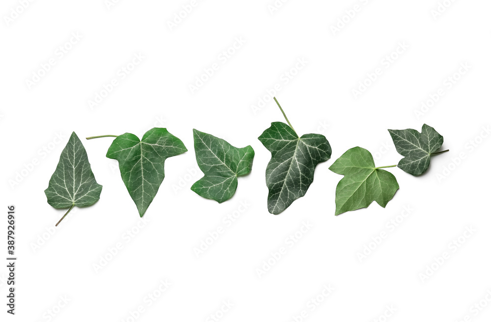 Green ivy leaves on white background