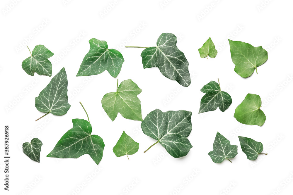 Green ivy leaves on white background