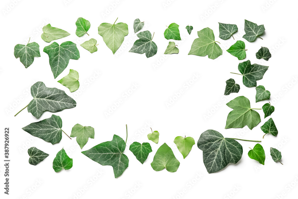 Frame made of green ivy leaves on white background