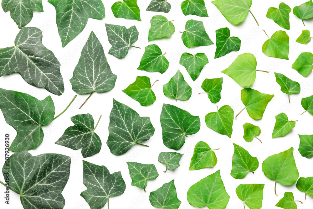 Green ivy leaves on white background