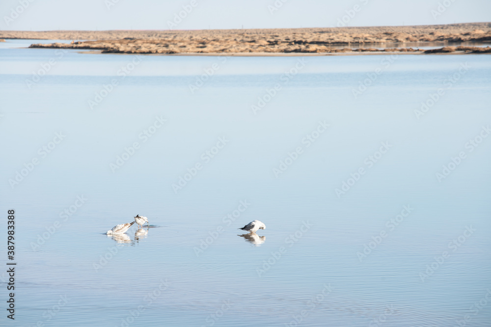 Birds in the clean lake, natural scenery.