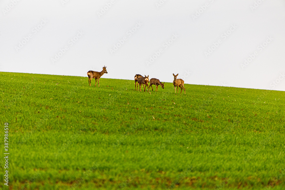 Rehe in der Natur