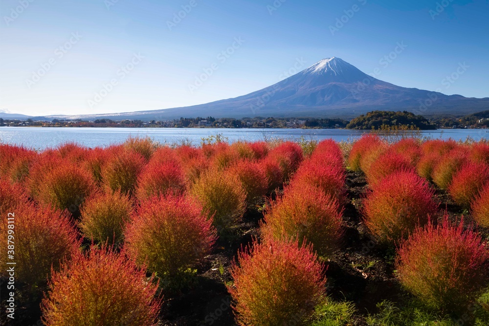 Kokia and Mount Fuji during the autumn leaves at Lake Kawakuchiko Flower Park