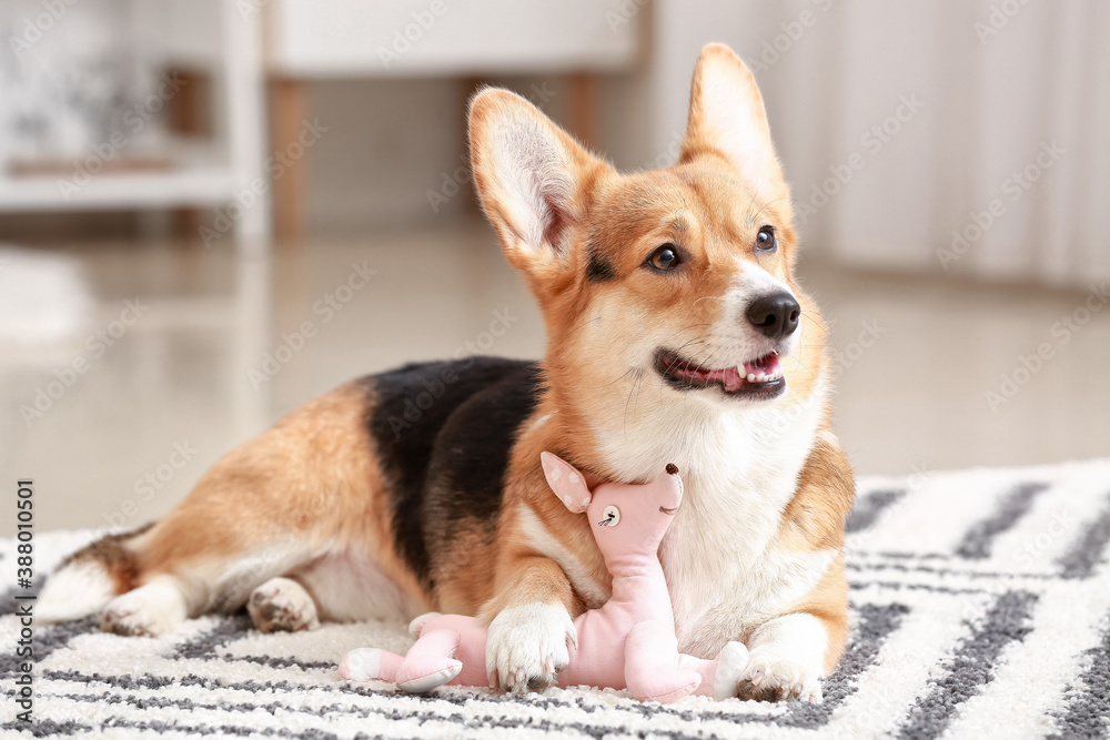 Cute dog with toy at home